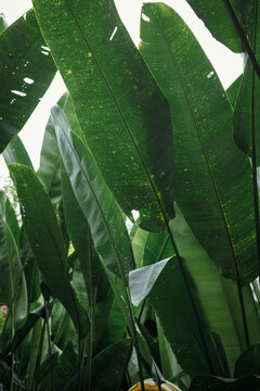 Tropical Green Banana Leaves