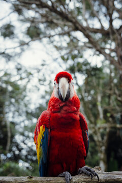 Scarlet Macaw Parrot Portrait