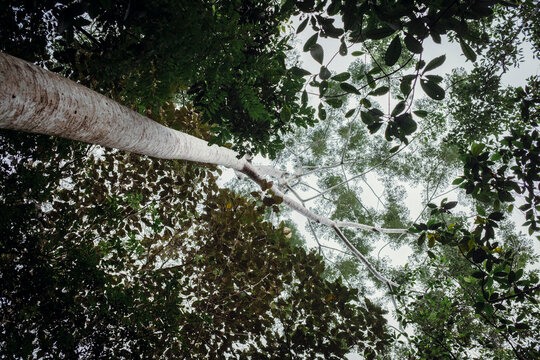 Looking Up Through Forest Canopy