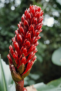 Red Ginger Flower Bloom