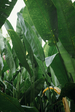 Lush Tropical Banana Leaves