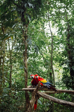 Two Macaws Perched in Rainforest