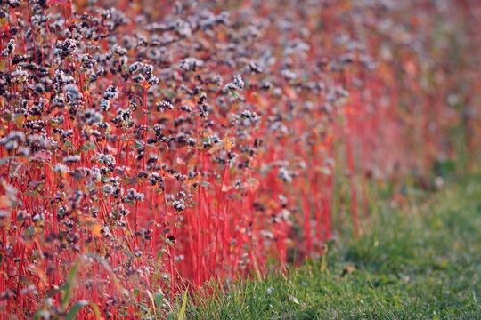 Summer nature buckwheat field