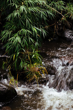 Green leaves over stream with small waterfall