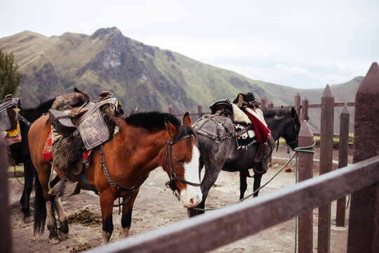 Saddled horses tied near mountain range