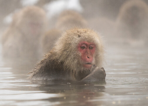 On the lookout.  Japanese Macaque.  Jigokundani Monkey Park. (vt)