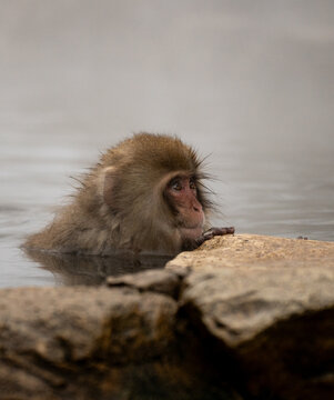 Must I leave now?  Japanese Macaque.  Jigokundani Monkey Park. (vt)