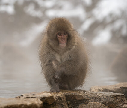 Bundle of Fur.  Japanese Macaque.  Jigokundani Monkey Park. (vt)