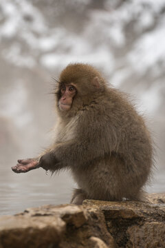 Palm Outstretched.  Japanese Macaque.  Jigokundani Monkey Park. (vt)