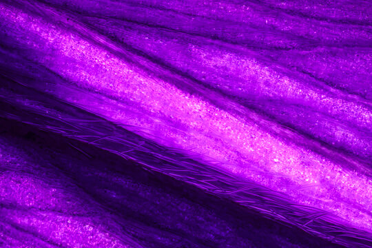 A microscopic detail of a petal