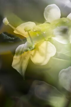 A detail of fennel herb