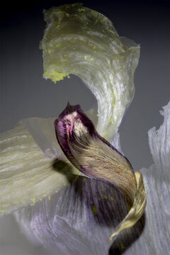 A micro photo of a tulip and a photo of a withered tulip leaf mixed.