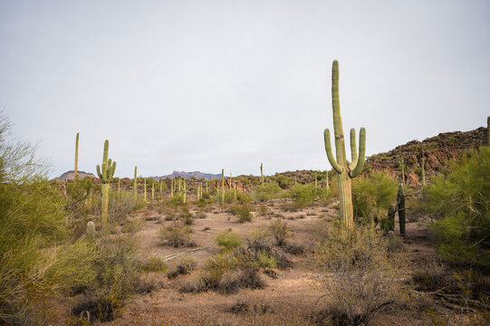 Organ Pipe Cactus National Monument near the US-Mexico Border in Arizona, USA.