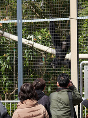 名古屋の東山動物園の可愛いフクロテナガザルの様子を撮影する人