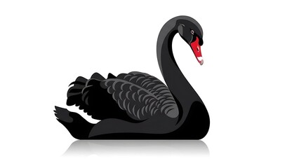 Obraz premium Elegant black swan gracefully floating on white background illustration.