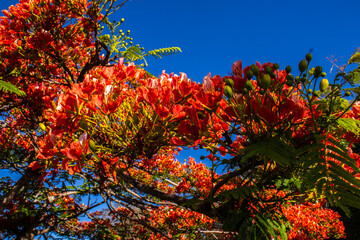 Vibrant red-orange flowers of a blooming Flamboyant tree (Delonix regia) against a clear, deep blue sky in Brazil