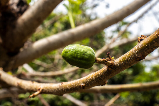 Unripe green jocote fruits (Spondias purpurea), also known as seriguela, growing on a tree branch in a natural setting.