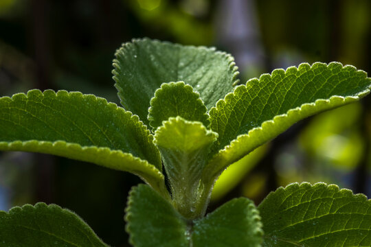 Close-up of fresh, wet green leaves of Boldo (Plectranthus barbatus), a famous medicinal herb from Brazil, showcasing its rich, moist texture.