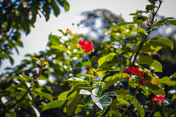 Red ixora flowers blooming in tropical greenery under bright sunlight