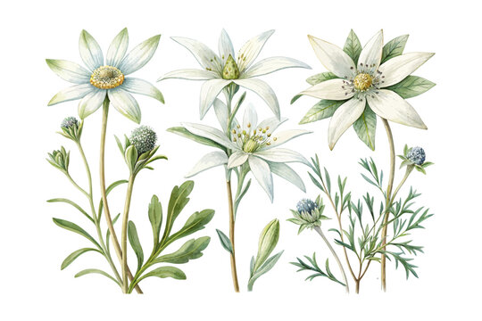 Watercolor Flannel Flower Bloom, Minimal White Floral Vector Illustration Isolated on White