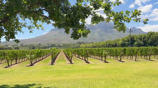 Agricultural land drive by shot in the Cape Winelands.