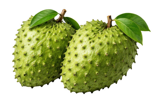 detailed photograph of two fresh green soursop fruits with leaves, showcasing their spiky texture and vibrant color against a transparent background.