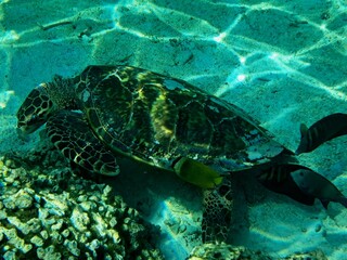 Obraz premium Thoddoo, Maldivas