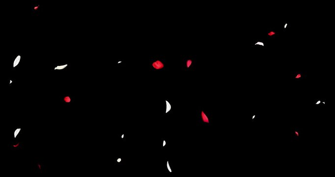 Red and white flower petals sway in the wind. Isolated on black background. 4K 3D rendering loop animation.