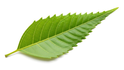 Fresh green leaf showcasing detailed texture and veins