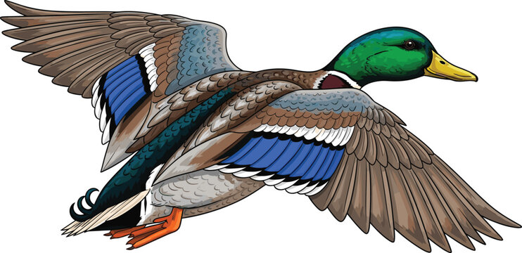 Detailed flying mallard duck illustration isolated on white background, realistic bird artwork showing wingspan, colorful feathers, and wildlife nature design