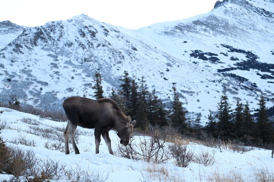 Moose in anchorage alaska, glen alps winter snow