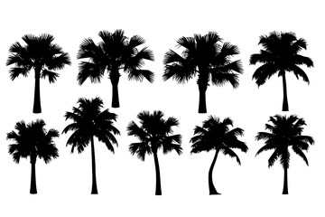 Obraz premium Tropical palm tree set. Collection of monochrome graphic silhouettes. Abstract botanical elements isolated on a white background.