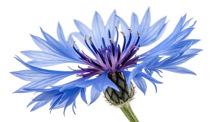 Obraz premium Vibrant blue cornflower in full bloom isolated on white background close up