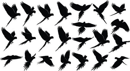 WeBlack vector silhouette set of flying parrots and macaws for concepts of tropical nature exotic birds wildlife mascot and branding © Mehedi
