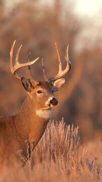 White-Tailed Deer Buck with Antlers in Golden Sagebrush at Sunset
