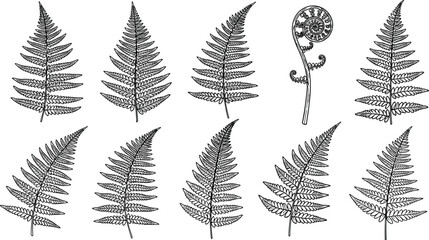 Black and white sketches of fern leaves set, hand drawn botanical fronds and fiddlehead isolated on white background, vector illustration for nature design, © Dilip