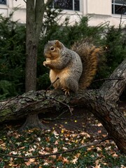 Squirrel in the park