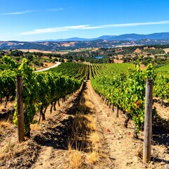 A serene vineyard landscape with rolling hills and lush greenery