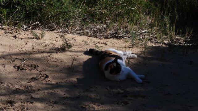 Orange, black and white cat, lying on the sand to scratch itself, in slow motion