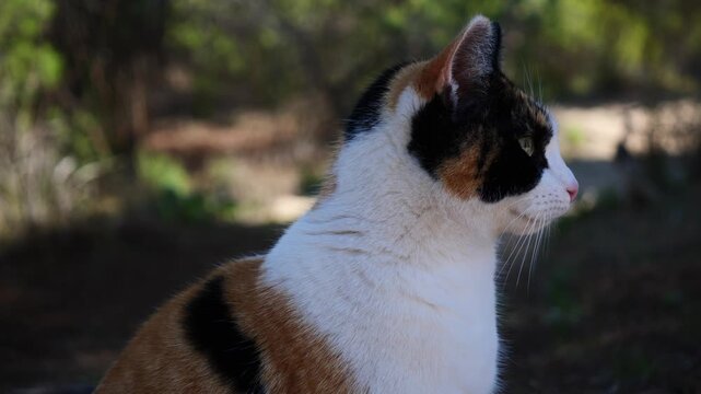 Orange, black and white cat, observing among the pine trees in slow motion x0.5