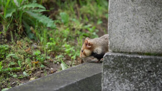 European hamster peers from gravestone, jumps down in cemetery