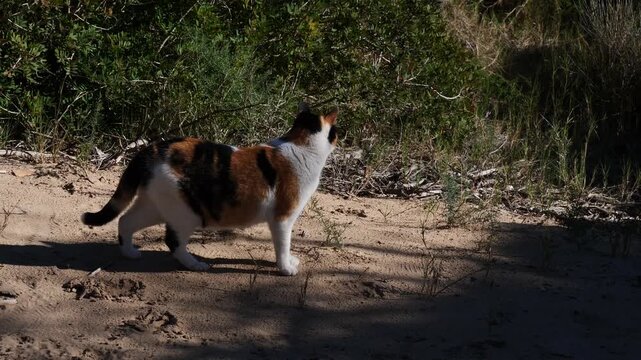 Orange, black and white cat, walking on the sand and watching the surroundings, in slow motion x0.5
