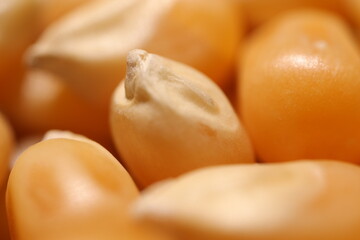 close up of fresh organic vegetables