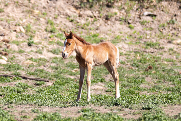 Fototapeta premium Chestnut wild horse baby colt in the Mogollon Rim mountains in the Sitgreaves National Forest in Heber Arizona United States