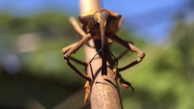 cockroaches doing morning exercise