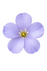 purple anemone flower isolated