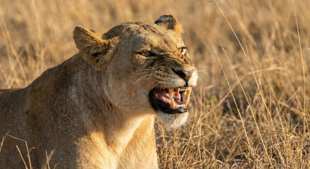 Fototapeta premium Ferocious Lioness Snarling in Tall Golden Grass on the Savanna