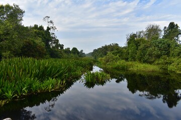 Obraz premium lake in the forest manggrove