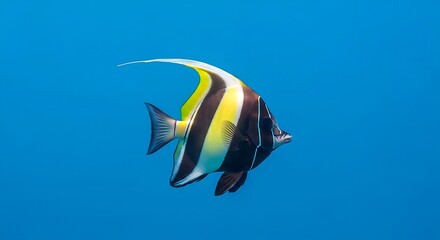 Exquisite Moorish Idol Fish Swimming Gracefully in the Deep Blue Ocean.