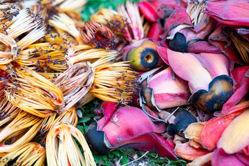  Red Cotton Tree Flower  Plants commonly used in Thai cuisine.